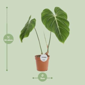 Philodendron Gloriosum – Ø15cm – 45cm