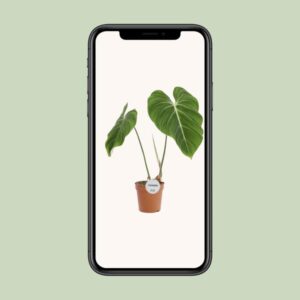 Philodendron Gloriosum – Ø15cm – 45cm