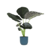 Alocasia Regal Shield Ø21cm – 100cm in Vibes in BLAUW pot