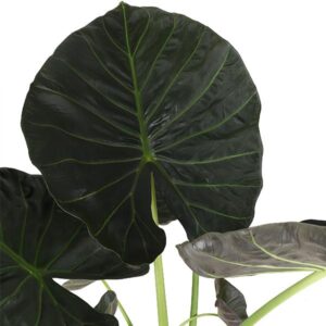 Alocasia Regal Shield Ø24cm – 110cm