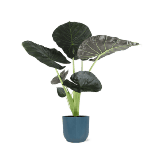 Alocasia Regal Shield Ø21cm – 100cm in Vibes in BLAUW pot