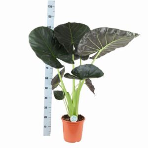 Alocasia Regal Shield Ø24cm – 110cm