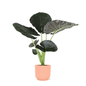 Alocasia Regal Shield Ø21cm – 100cm in Vibes ROZE pot