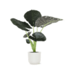 Alocasia Regal Shield Ø21cm – 100cm in Vibes WIT pot