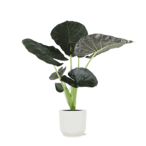 Alocasia Regal Shield Ø21cm – 100cm in Vibes WIT pot