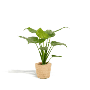 Alocasia Cucullata – Ø19cm – 65cm + Mand Selin