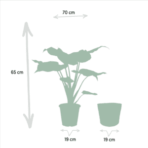 Alocasia Cucullata – Ø19cm – 65cm + Mand Selin