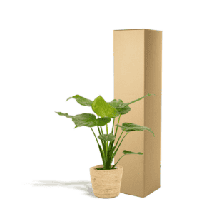 Alocasia Cucullata – Ø19cm – 65cm + Mand Selin