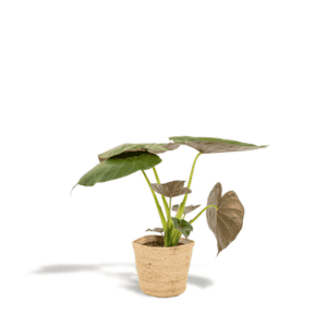 Alocasia Wentii – Ø19cm – 65cm + Mand Selin