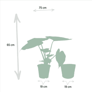 Alocasia Wentii – Ø19cm – 65cm + Mand Selin