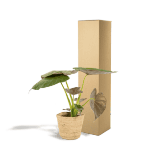 Alocasia Wentii – Ø19cm – 65cm + Mand Selin