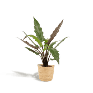 Alocasia Lauterbachiana – Ø19cm – 80cm + Mand Selin