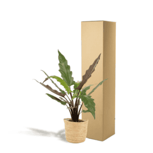 Alocasia Lauterbachiana – Ø19cm – 80cm + Mand Selin