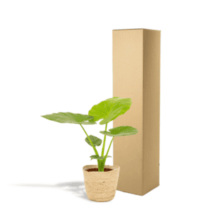 Alocasia Macrorrhiza – Ø19cm – 70cm + Mand Selin