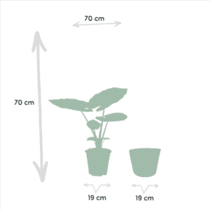 Alocasia Macrorrhiza – Ø19cm – 70cm + Mand Selin