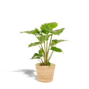 Alocasia Portodora – Ø21cm – 80cm + Mand Selin