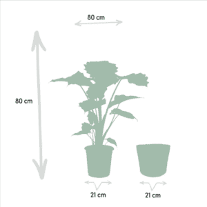 Alocasia Portodora – Ø21cm – 80cm + Mand Selin