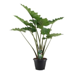 Alocasia Portodora – 140 cm – Ø34cm