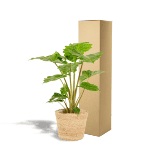 Alocasia Portodora – Ø21cm – 80cm + Mand Selin