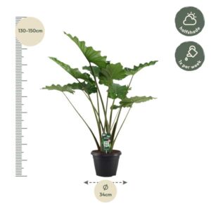 Alocasia Portodora – 140 cm – Ø34cm