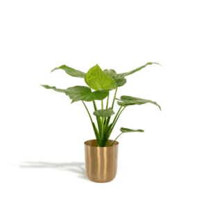 Alocasia Cucullata – Ø19cm – 65cm + Pot Mayk Gold