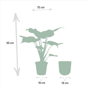 Alocasia Cucullata – Ø19cm – 65cm + Pot Mayk Gold