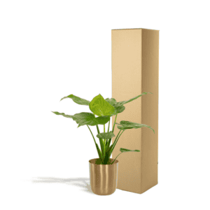 Alocasia Cucullata – Ø19cm – 65cm + Pot Mayk Gold