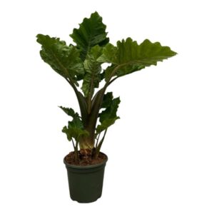 Alocasia Low Raider – 75 cm – Ø26cm