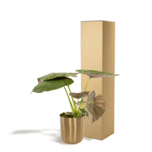 Alocasia Wentii – Ø19cm – 65cm + Pot Mayk Gold