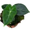 Alocasia Frydek – Ø10,5cm – 15cm