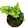 Alocasia Jacklyn – Ø10,5cm – 15cm