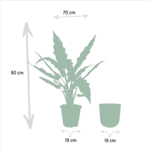 Alocasia Lauterbachiana – Ø19cm – 80cm + Pot Mayk Gold