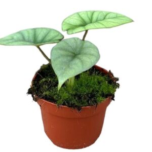 Alocasia Platinum – Ø10,5cm – 15cm