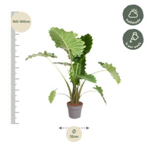 Alocasia Portodora – 150 cm – ø32