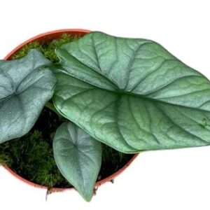 Alocasia Bisma Silver – Ø10,5cm – 15cm