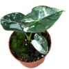 Alocasia Micholitziana Frydek – Ø10,5cm – 15cm