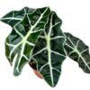 Alocasia Polly – Ø10,5cm – 20cm