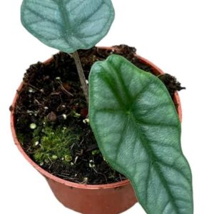 Alocasia Heterophylla Corazon – Ø10,5cm – 15cm