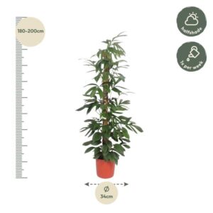 Philodendron Dragon Tail mosstok – Ø34cm – 190cm