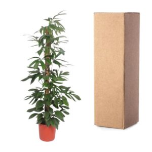 Philodendron Dragon Tail mosstok – Ø34cm – 190cm