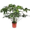 Philodendron Green Wonder – Ø34cm – 140cm