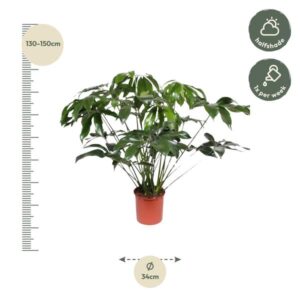 Philodendron Green Wonder – Ø34cm – 140cm