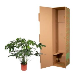 Philodendron Green Wonder – Ø34cm – 140cm