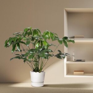 Philodendron Green Wonder – Ø34cm – 140cm