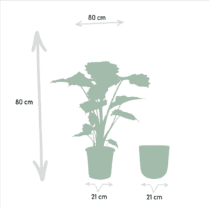 Alocasia Portodora – Ø21cm – 80cm + Pot Mayk Lead