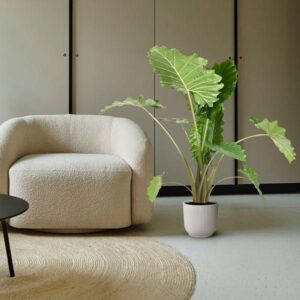 Alocasia Portodora – 150 cm – ø32