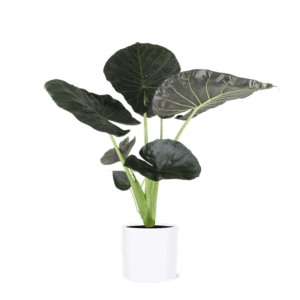 Alocasia Regal Shield Ø24cm – 110cm in Era WIT pot