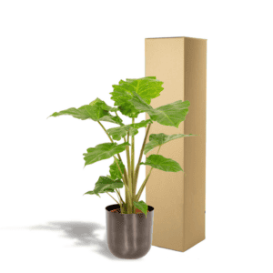 Alocasia Portodora – Ø21cm – 80cm + Pot Mayk Lead