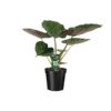 Alocasia Wentii – Olifantsoor – Ø19cm – 70cm