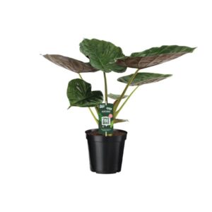 Alocasia Wentii – Olifantsoor – Ø19cm – 70cm